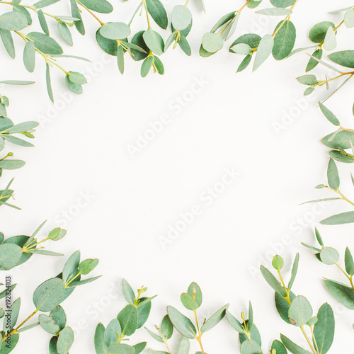 Frame of eucalyptus branch pattern with space for text on white background. Flat lay, top view hero header concept.