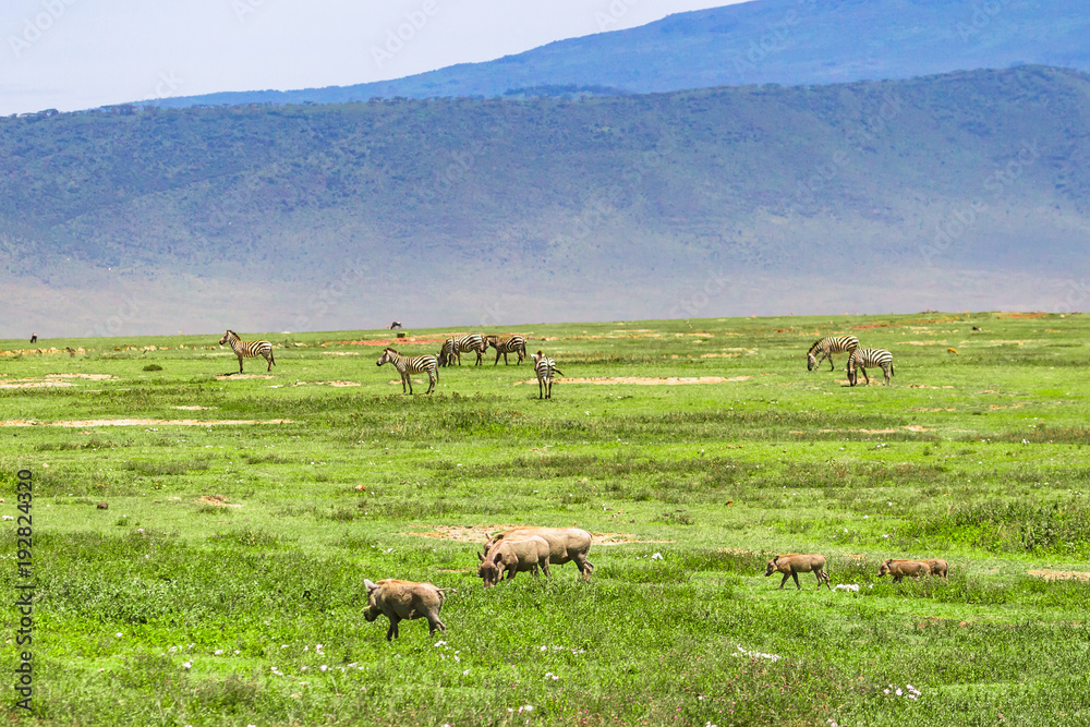 Ngorongoro Crater Conservation Area. Tanzania.