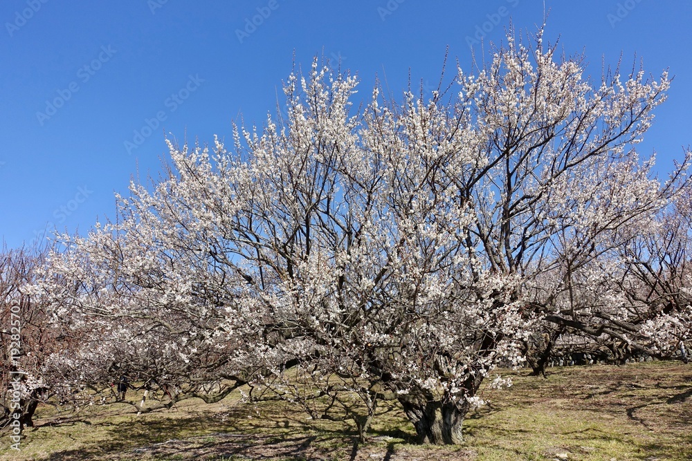 梅の花