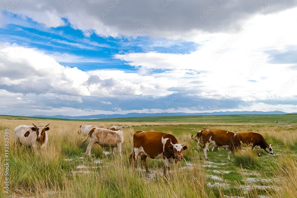 Herd on the field, milk, cows