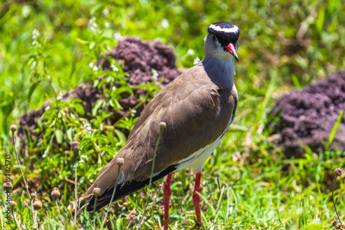 Crowned lapwing. Ngorongoro Crater Conservation Area. Tanzania.