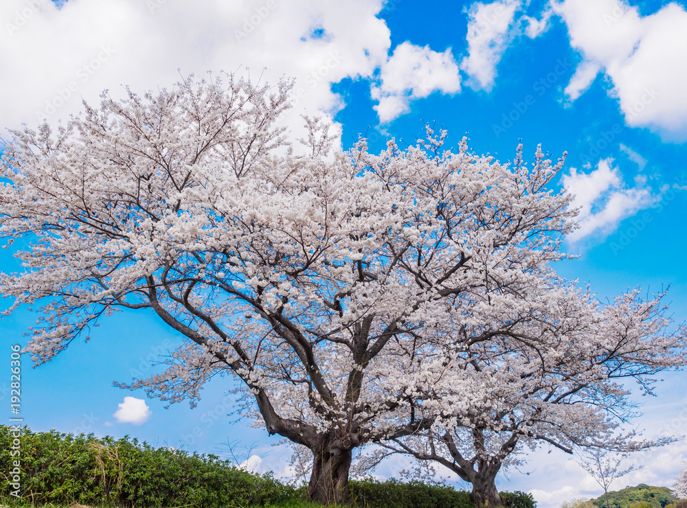 Naklejka premium 桜