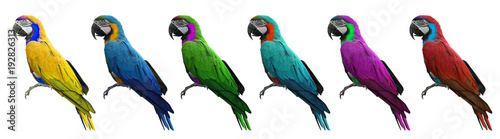 Group of colorful macaws bird isolated on white background with clipping path.