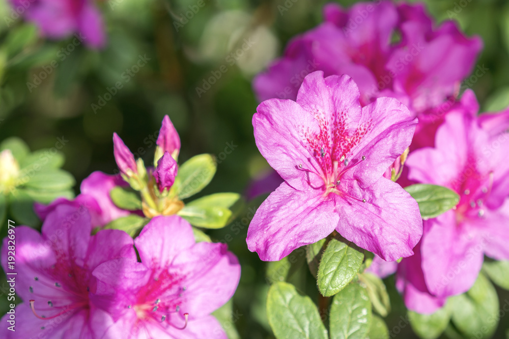 Big Violet azalea bush in the garden. Season of flowering azaleas. Big Violet azalea bush in the garden. Season of flowering azaleas.