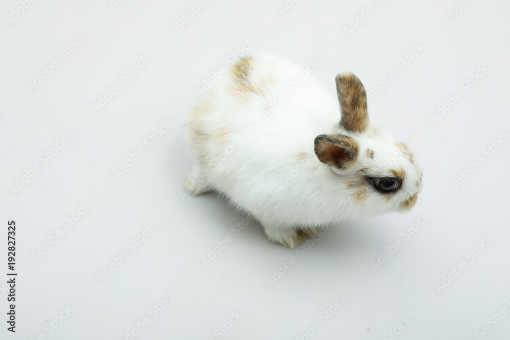 Baby of orange rabbit on white background