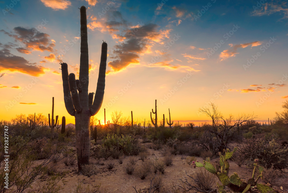Saguaros at Sunset in Sonoran Desert near Phoenix.