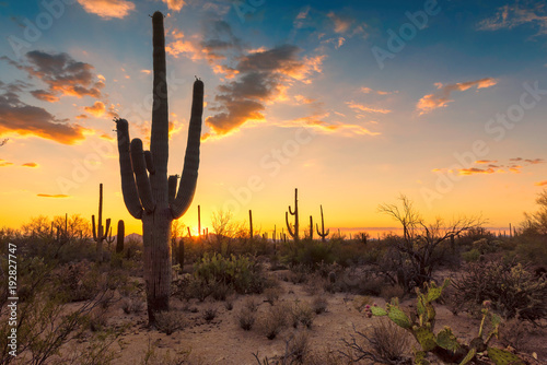 Saguaros at Sunset in Sonoran Desert near Phoenix. © lucky-photo