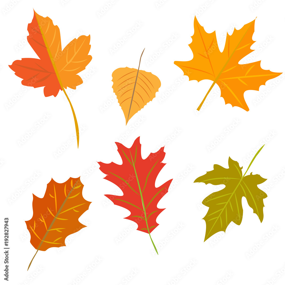 Obraz premium autumn leaves set, isolated on white background