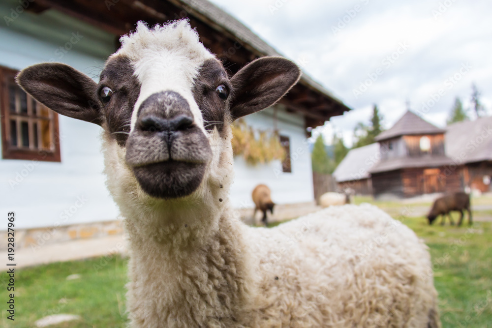Sheep staring into the camera