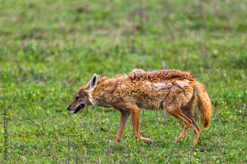 Jackal at Ngorongro Crater conservation area. Tanzania.