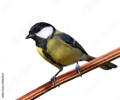 Great Tit, Parus major isolated on white
