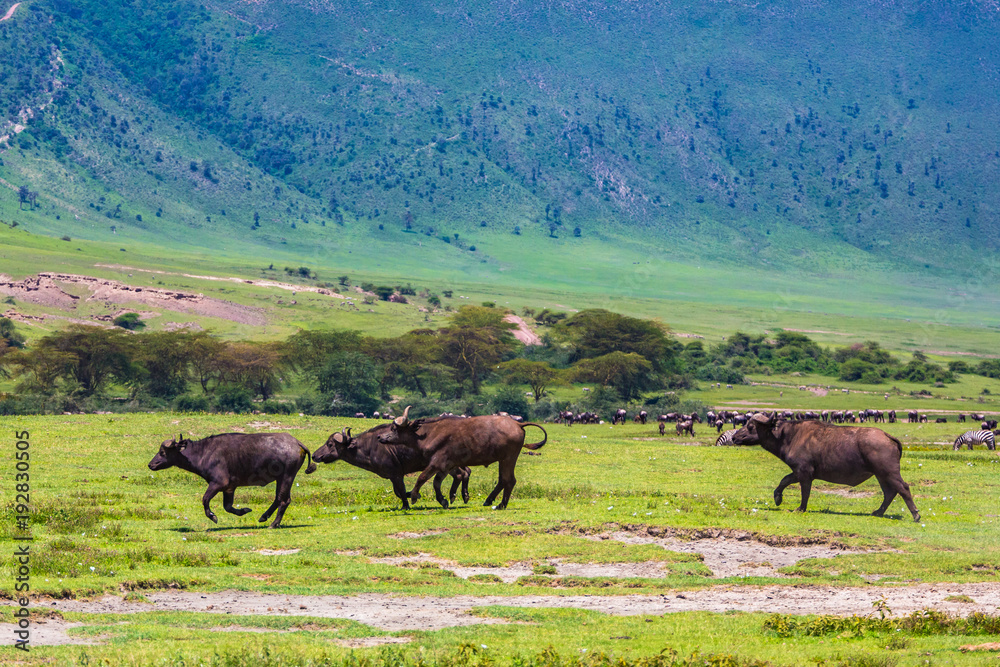 Buffalo at Ngorongro Crater conservation area. Tanzania. Buffalo at Ngorongro Crater conservation area. Tanzania.