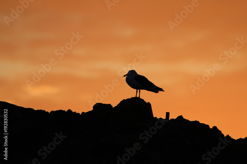 kontury mewy siedzącej na kamienistym brzegu o zacodzie słońca