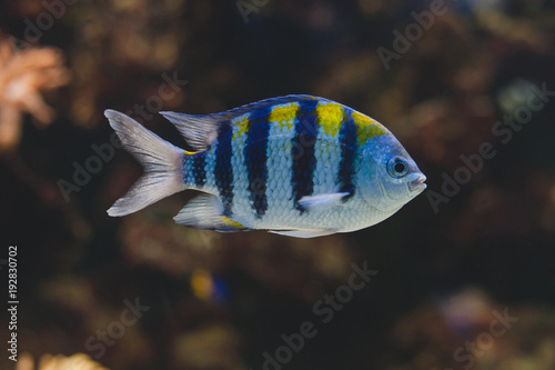 Aquarium fish - sergeant major or píntano. Abudefduf saxatilis. photo