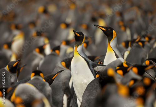 Leinwand Poster King penguin colony in the Falkland islands.