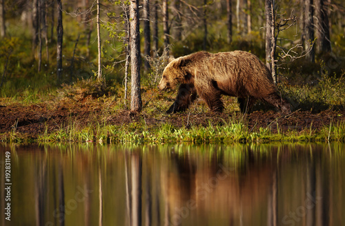 Male brown bear walking by the pond on a sunny summer day
