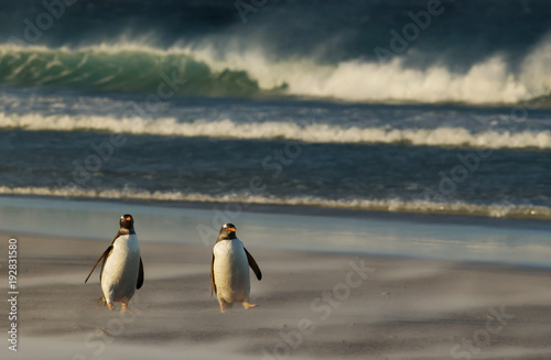 Gentoo penguins walking on a sandy beach during a stormy weather