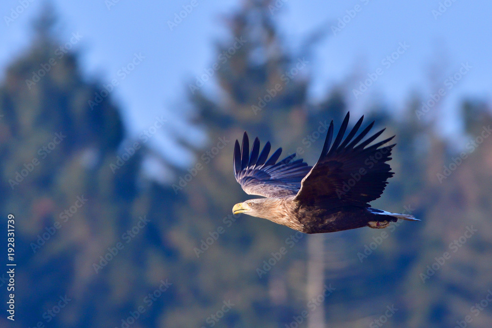 Fototapeta premium Seeadler im Flug