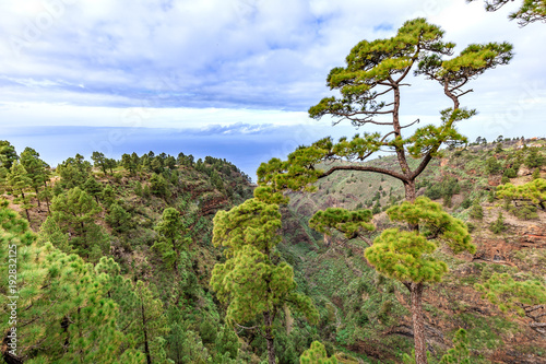 Blick vom Mirador in die Schlucht von Izcagua in Puntagorda in La Palma.