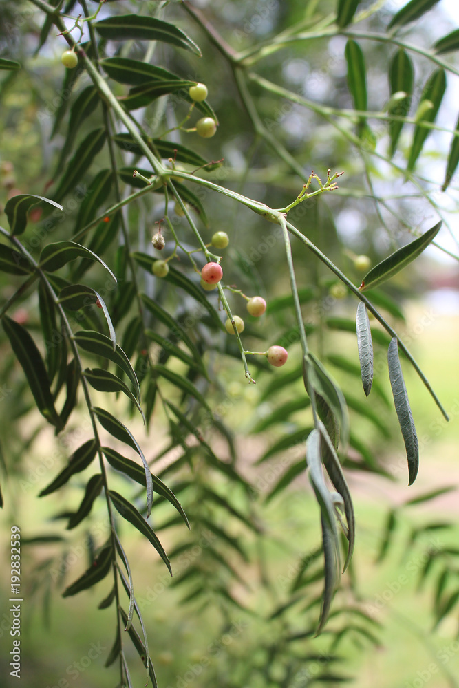 Pepper tree, (Schinus molle), also called California pepper tree