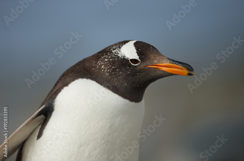 Close up of a Gentoo penguin against blue background