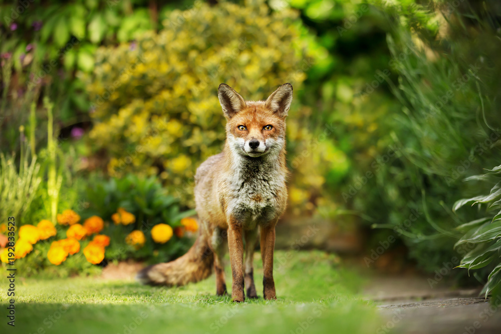 Red fox standing in the garden with flowers Red fox standing in the garden with flowers
