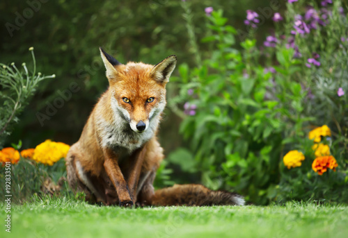 Close-up of a Red fox standing in the garden with flowers