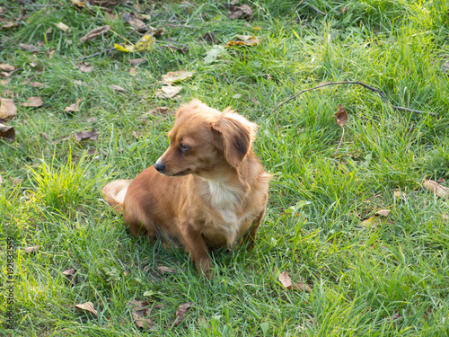 Beautiful small cute brown dog landscape