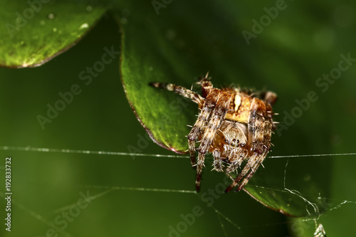 Close up of a garden spider in it's web