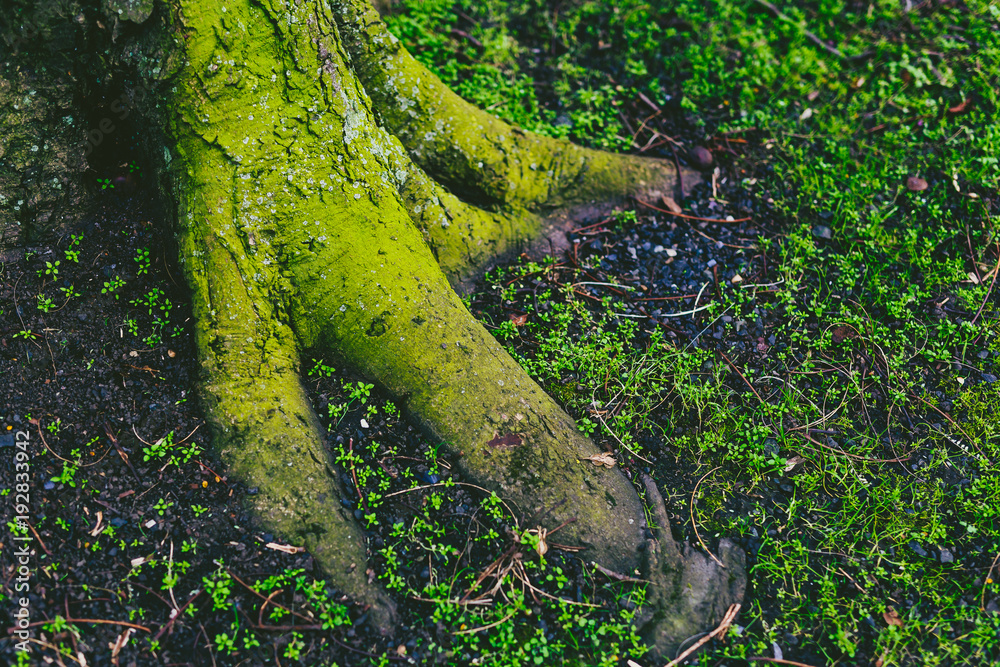 Fototapeta premium tree trunk and roots covered in intensively green moss