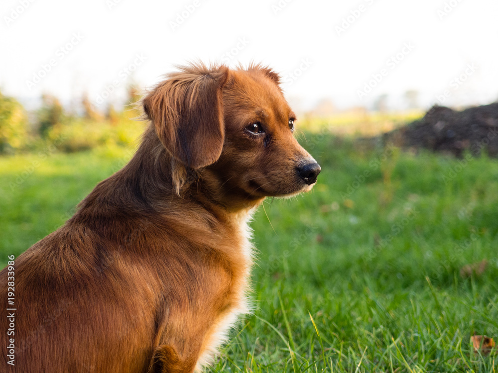 Beautiful small cute brown dog landscape
