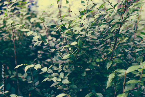 green branches shot at shallow depth of field