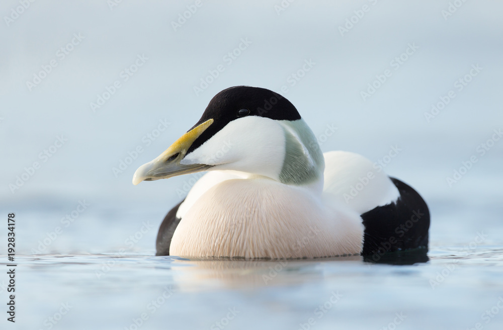 Fototapeta premium Close up of a male common eider, Norway.