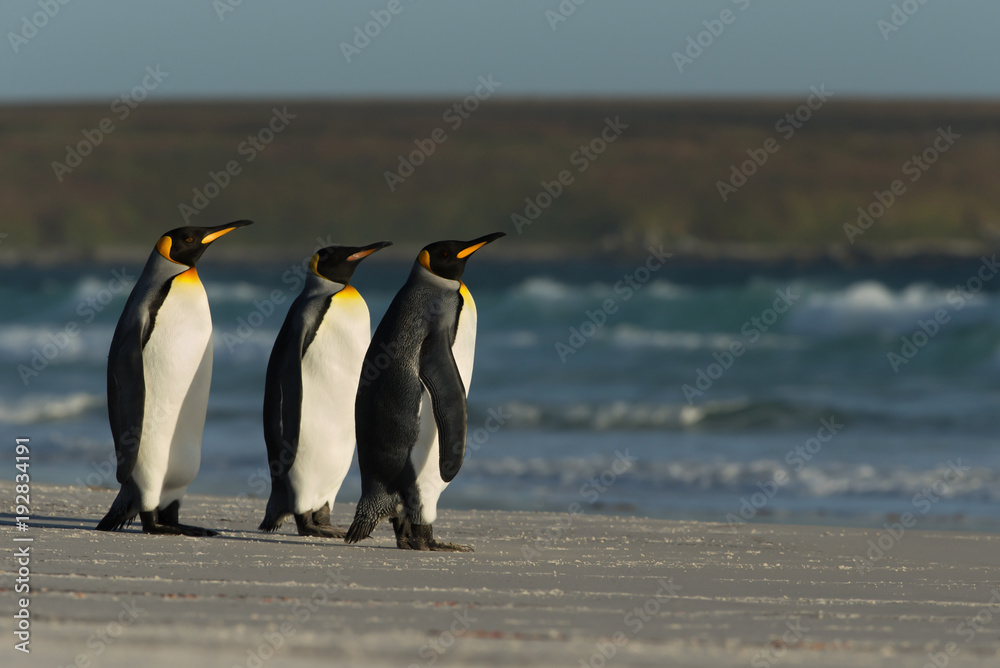 Fototapeta premium King penguins standing on a sandy coast by the blue ocean