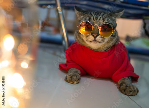 cat in red cloth with sunglasses