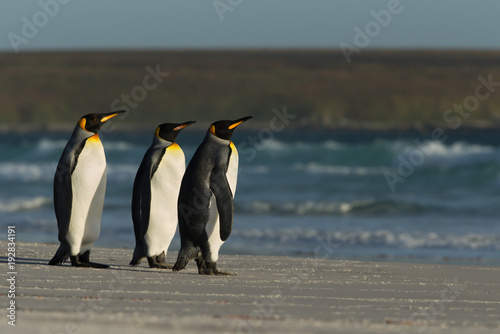 King penguins standing on a sandy coast by the blue ocean