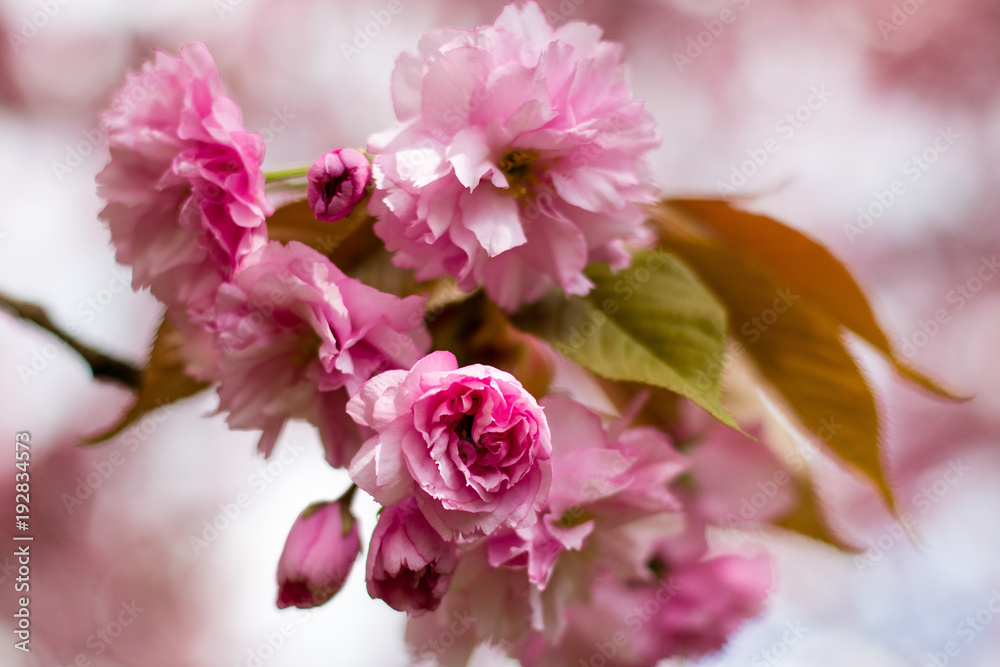 pinke Kirschblüten in Nahaufnahme im Frühling pinke Kirschblüten in Nahaufnahme im Frühling