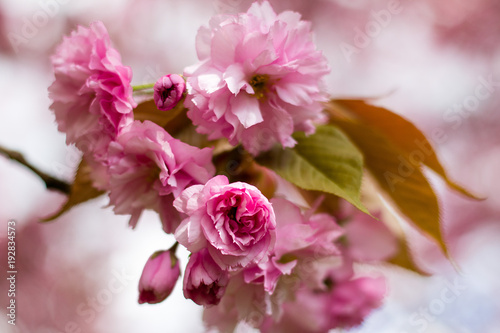 pinke Kirschblüten in Nahaufnahme im Frühling