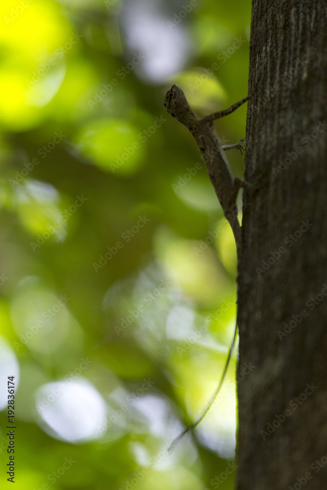 Flying lizard in the forest