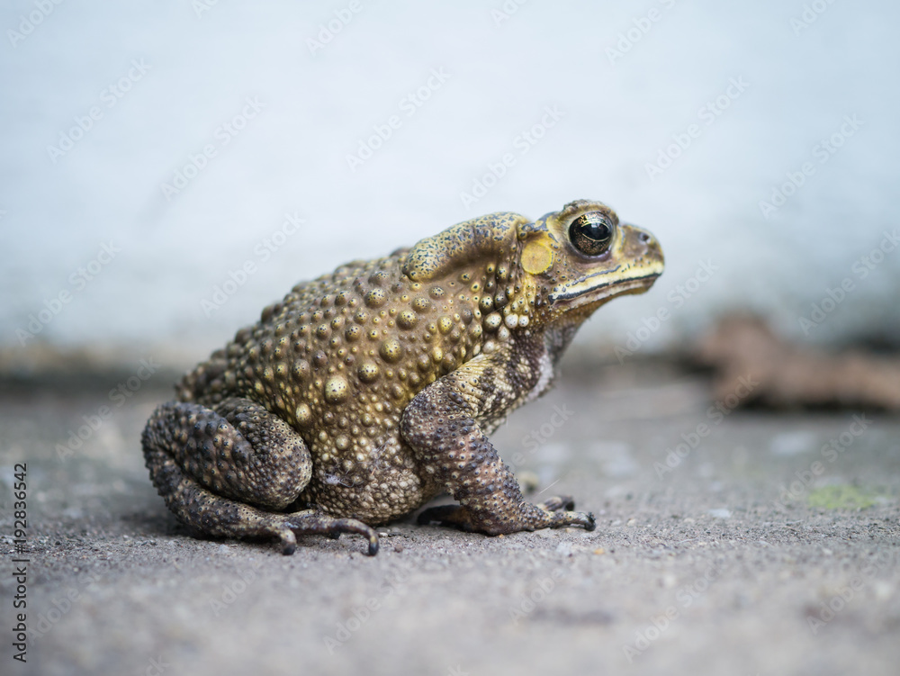 close-up toad on blured background. close-up toad on blured background.