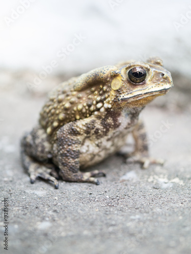 close-up toad on blured background.