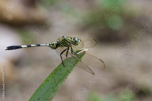 Image of green skimmer dragonfly(Orthetrum sabina) on green leaves. Insect. Animal photo