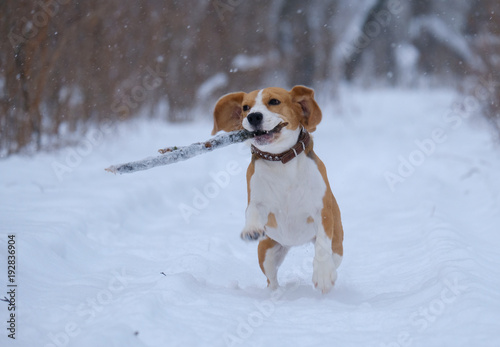Beagle running around and playing with the winter forest