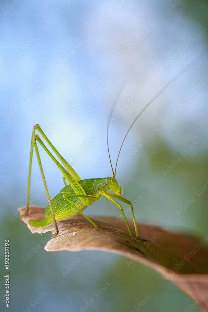 Image of family Tettigoniidae(Mirollia hexapinna) are commonly called katydids or bush-crickets on dry leaves brown. Insect. Animal Image of family Tettigoniidae(Mirollia hexapinna) are commonly called katydids or bush-crickets on dry leaves brown. Insect. Animal