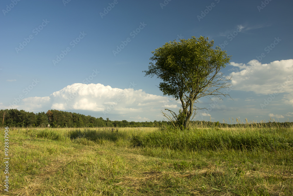 Fototapeta premium Single tree on a meadow against the sky