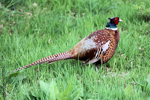 A view of a Pheasant at Leighton Moss Nature Reserve photo