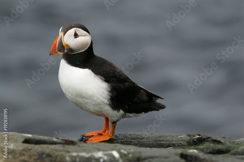 A view of a Puffin