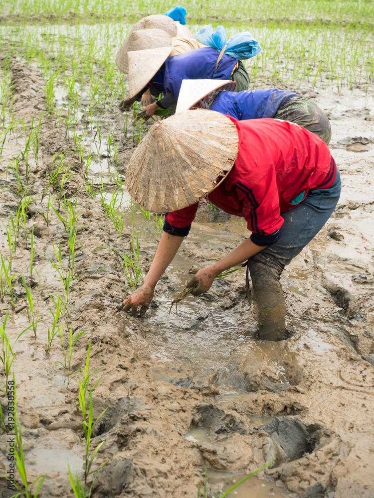 Φωτογραφία Adult’s Vietnamese woman’s in traditional dress and a conical hat in the mud to