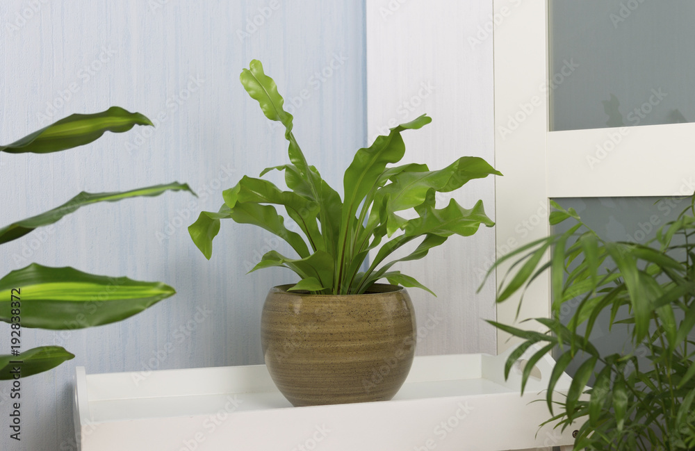 Asplenium nidus Asplenium nidus