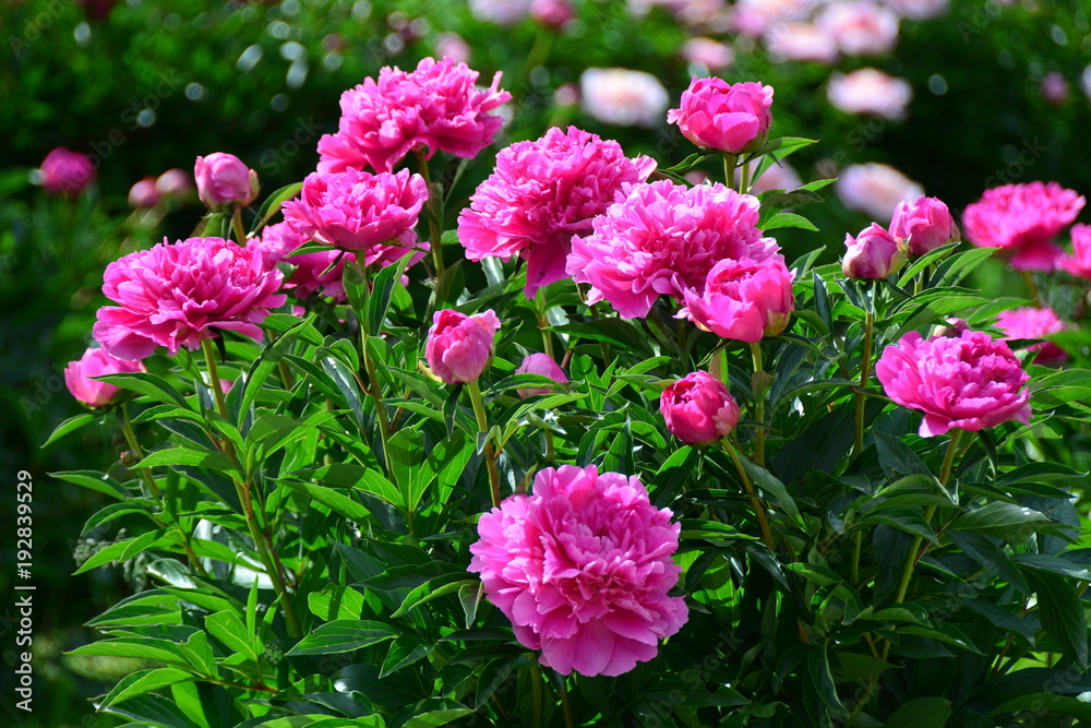 Many pink sunny blooming peonies in the garden Many pink sunny blooming peonies in the garden